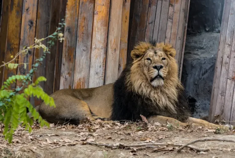 پارک ارم 2 کارت سازمانی