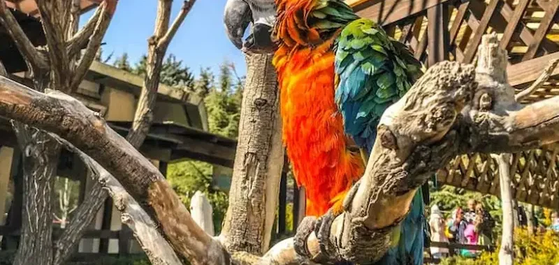 کارت سازمانی 99 bagh-2