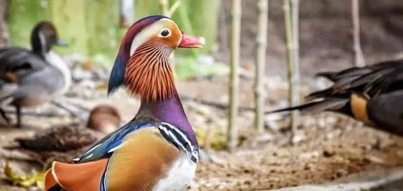 کارت سازمانی 100 image4-min-4