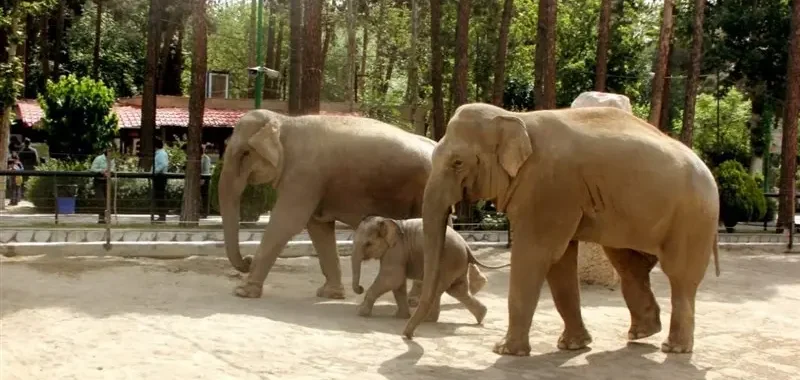 کارت سازمانی 101 پارک-ارم